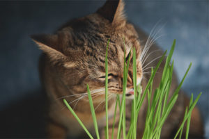  Warum und warum Katzen Gras fressen