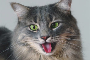  Why a cat breathes with an open mouth