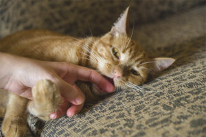  Warum beißt eine Katze, wenn Sie sie streicheln