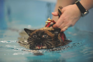  Warum Katzen und Katzen Angst vor Wasser haben