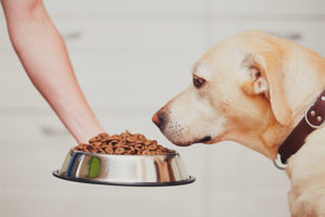  Waarom de hond geen droog voedsel eet