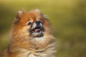  Pomeranian spitz