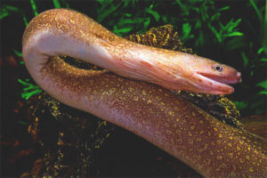  Zoetwater Moray