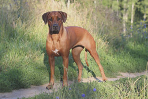  Rhodesian Ridgeback