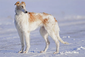  الصيد sighthound الروسي