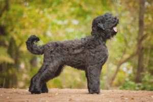  Schwarzer Russischer Terrier