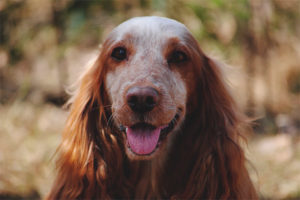  Russisch jachtspaniel