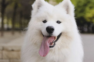  مثل Samoyed