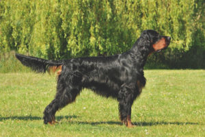  Schotse setter