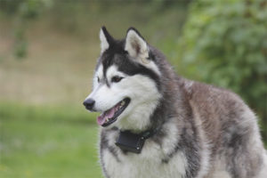  Sibirischer Husky