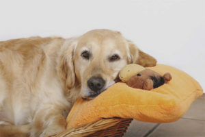  Wie lange dauert die Schwangerschaft bei Hunden?