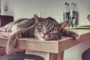  Wie viel kann eine Katze ohne Wasser und Futter leben