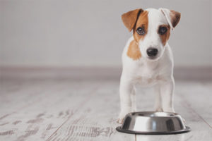  Hoeveel keer per dag moet je een puppy voeden?