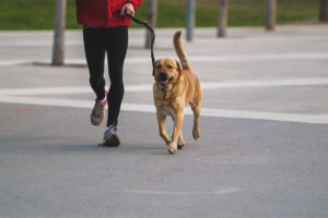  Hoe vaak per dag om een ​​hond te lopen