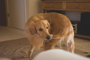  Der Hund läuft hinter dem Schwanz