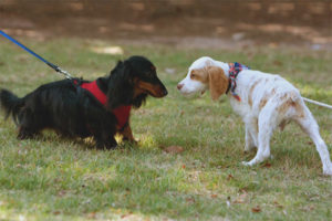  Der Hund hat Angst vor anderen Hunden