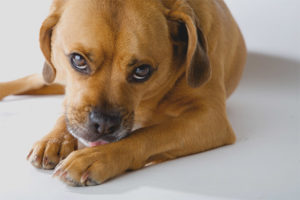  Honden likken poten