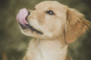  De hond wordt constant gelikt