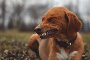  Der Hund klappert mit den Zähnen