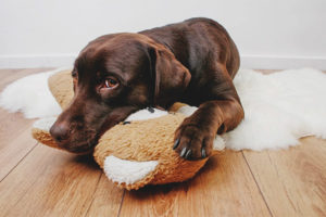  Der Hund hat Bauchschmerzen