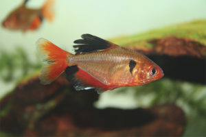  Aquarienfisch moll