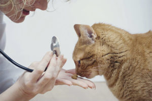  Allergien gegen Katzenfutter