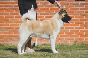  Amerikanische Akita