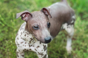  Amerikanischer haarloser Terrier