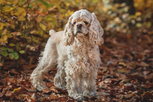  Amerykański Cocker Spaniel