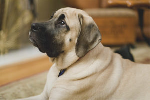  Engelse Mastiff