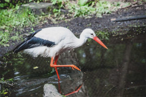  Weißer Storch