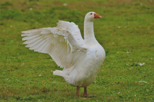  Weiße Gans