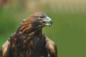  Golden eagle