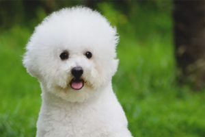  Bichon Frise