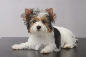  Biver-Yorkshire-Terrier