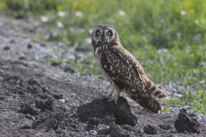  Marsh Owl