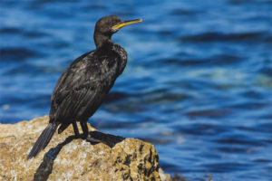  Wielki Kormoran