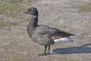  Black brant