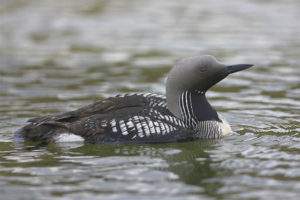  Black-throated Diver