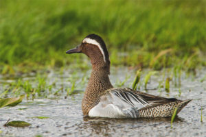  Crackle teal