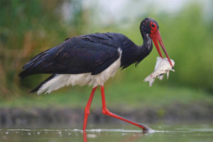  Black stork