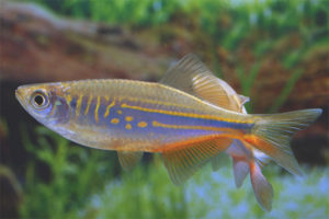  Danio Malabar