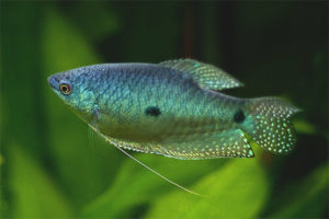  الأزرق gourami