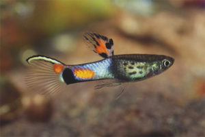  Guppy-endler