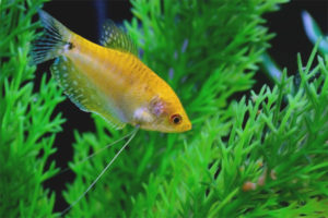  Gourami złoty