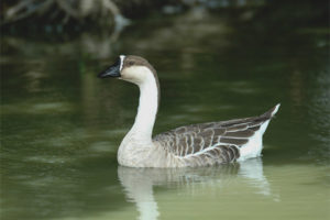  Gans Sukhonos