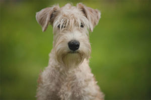  Irlandzki Soft Coated Wheaten Terrier