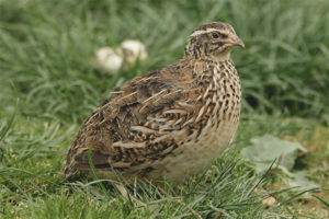  Japanese quail