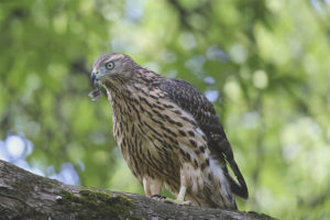  Sparrow hawk