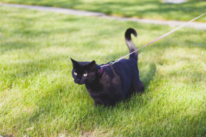  How to teach a cat to a leash